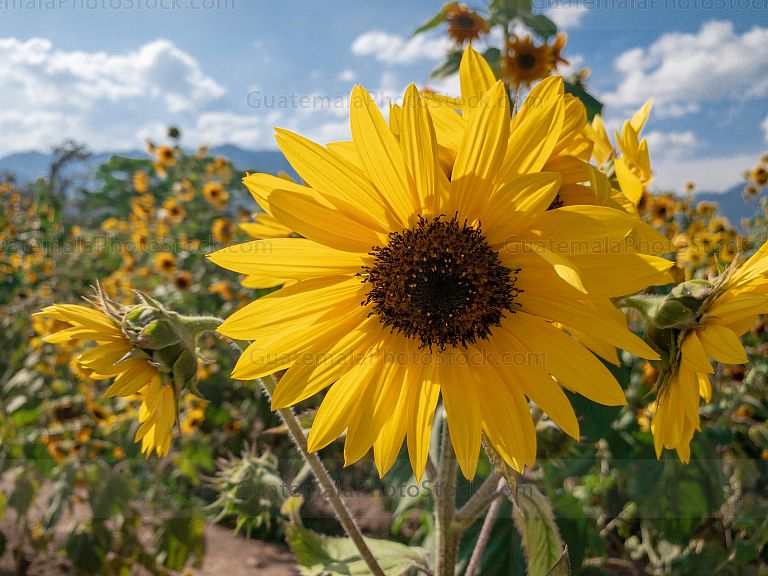 Finca Los Girasoles, Esquipulas, Chiquimula