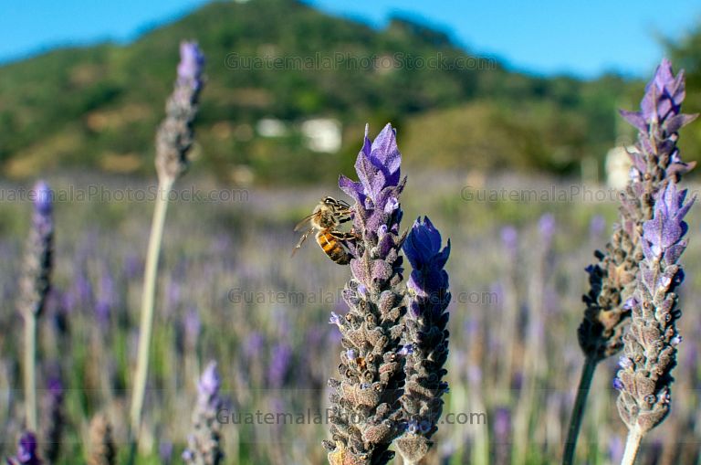 Campo de Lavanda, San Mateo Milpas Altas