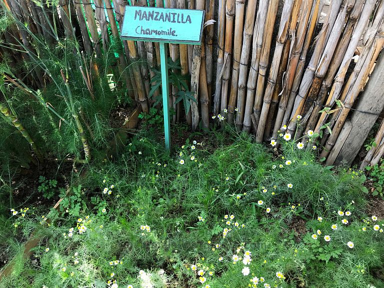 Planta Medicinal