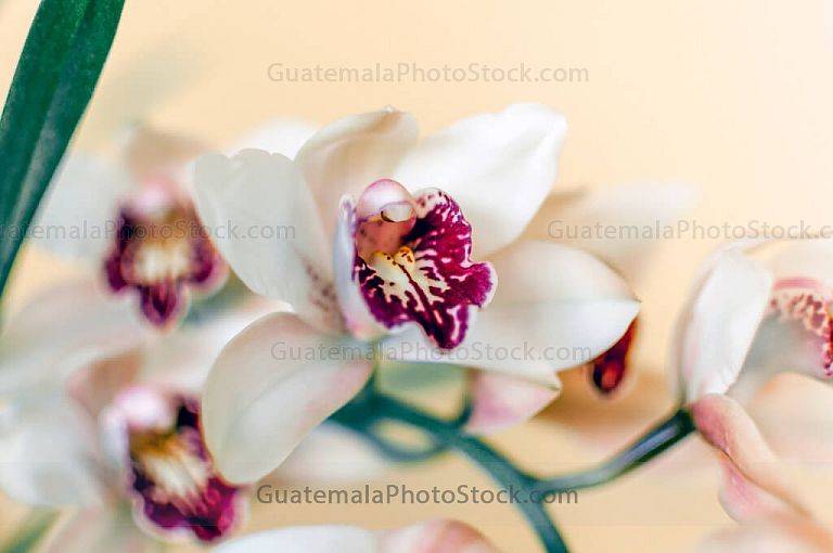 Orquidea