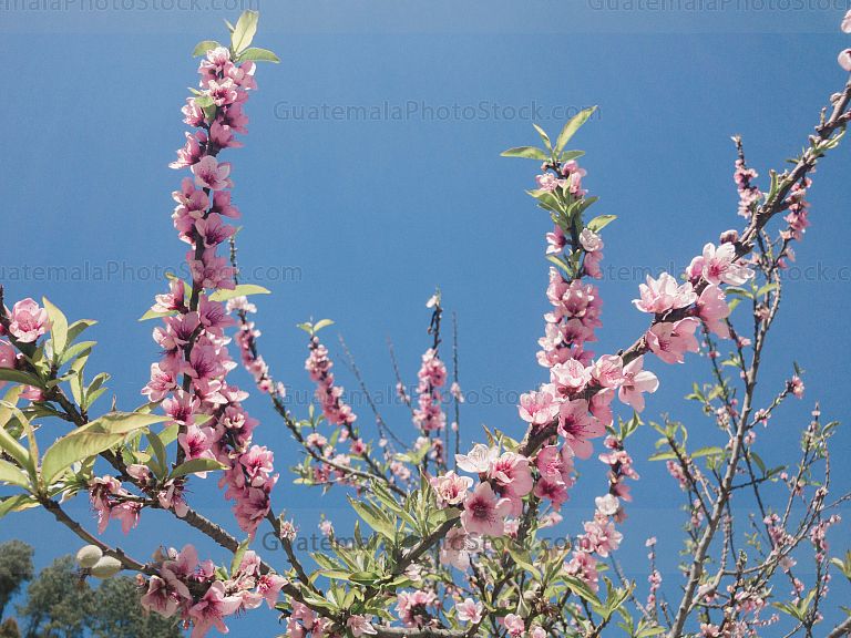 Flor de durazno