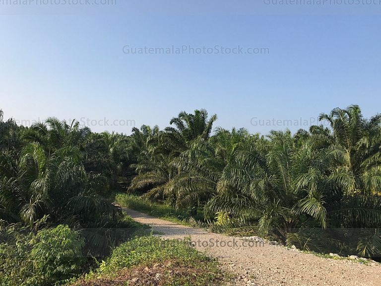 Plantación de Palma Africana