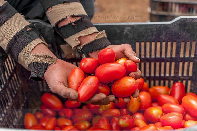 Cosecha de tomate