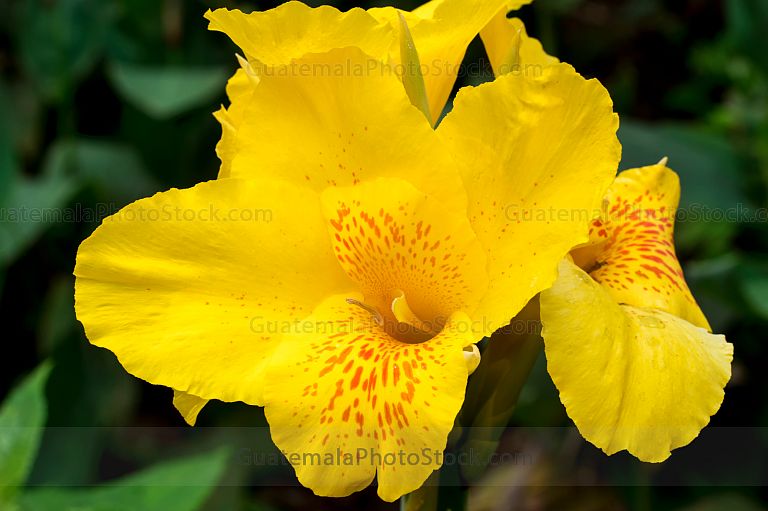 Canna Lily