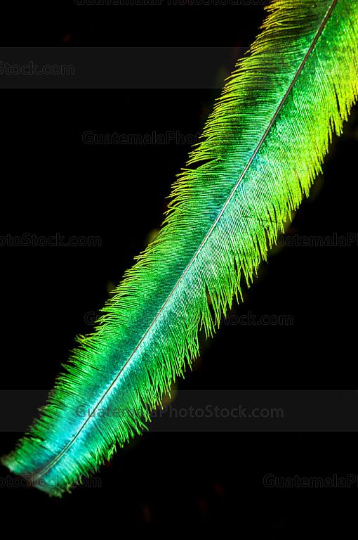 Pluma de Quetzal