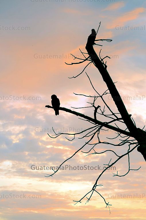 Silueta de loros