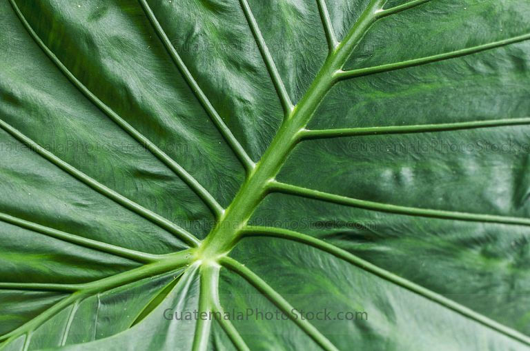Hoja