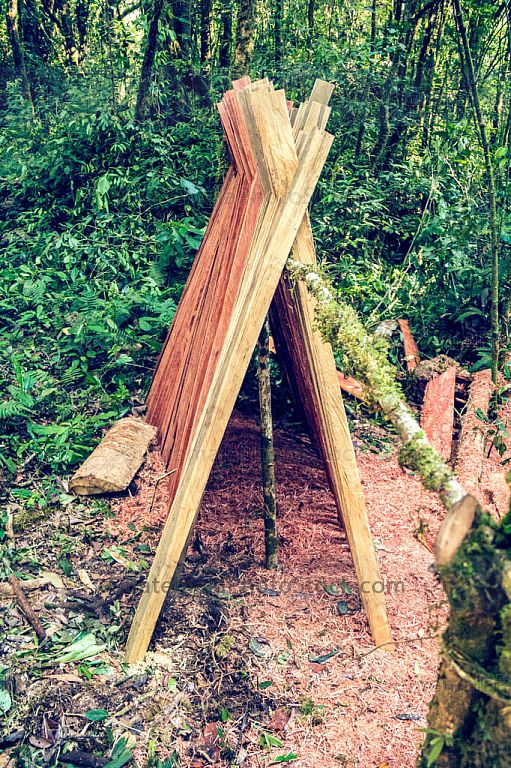 Corte de árboles madereros en Laguna de Maxbal