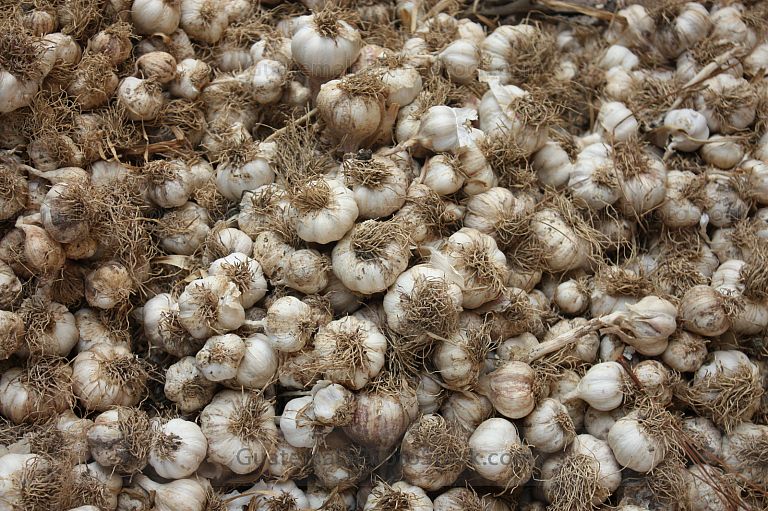 Cosecha de ajo