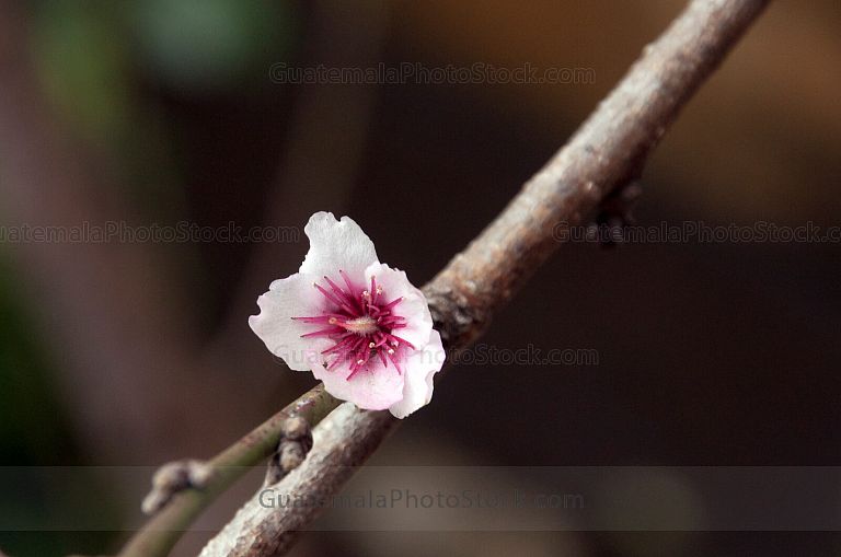 Flor de durazno