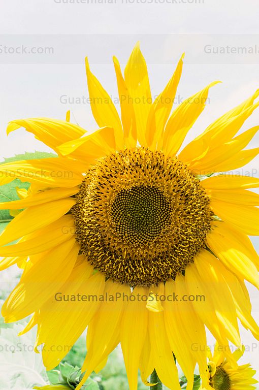 Girasol