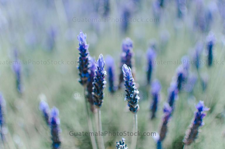 Campo de Lavanda, Sacatepequez