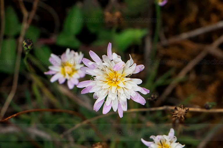 Flores en el Sendero La Maceta