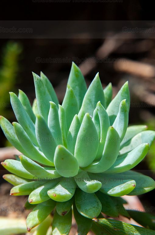 Suculenta