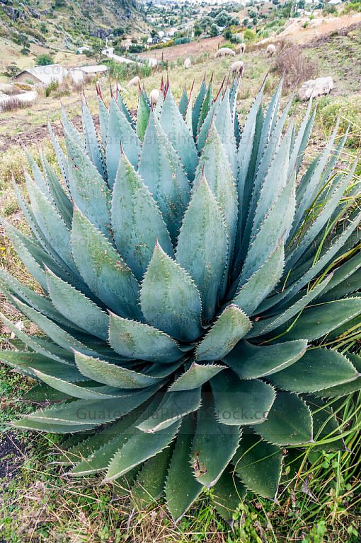 Planta en la cumbre de los Cuchumatanes
