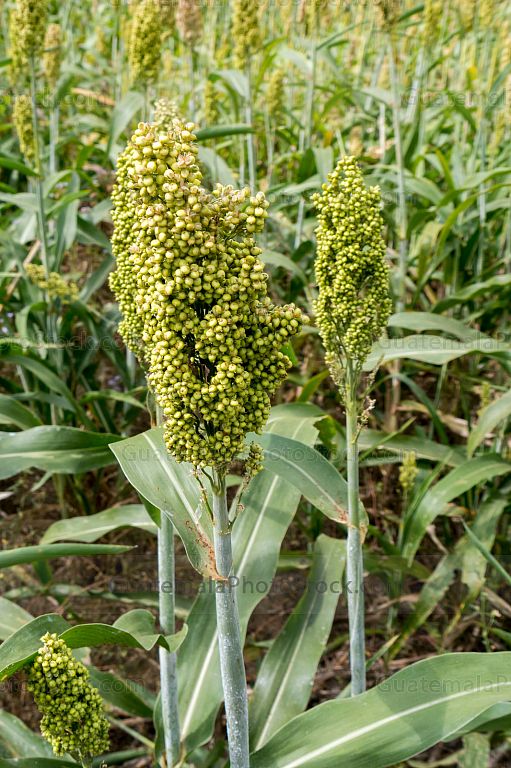 Planta de Maicillo o Sorgo