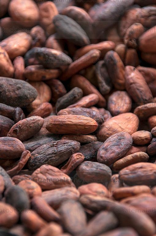 Granos de cacao tostados