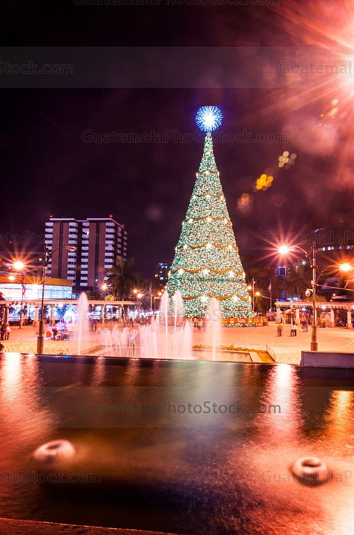 Arbol Gallo en Plaza Obelisco