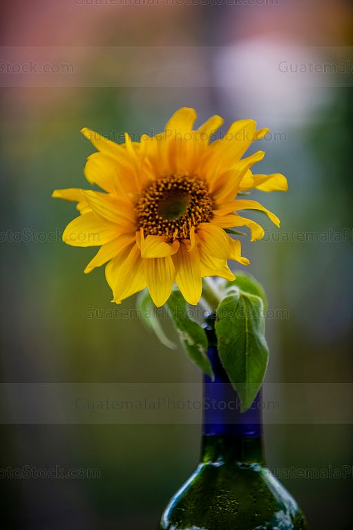 Girasol