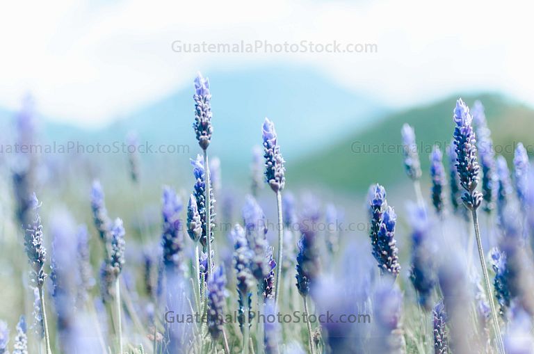 Campo de Lavanda, Sacatepéquez