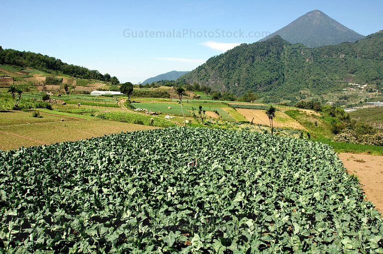 Campos agricolas de Zunil, Quetzaltenango