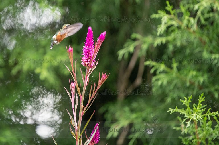 Colibri