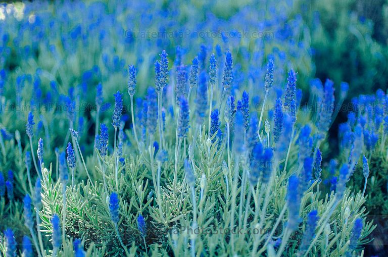 Campo de lavanda