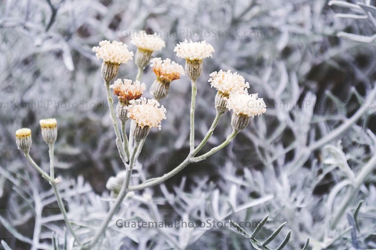 Polvo de Plata, Senecio cineraria
