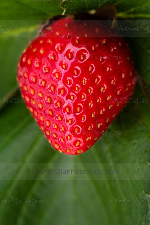 Fresas