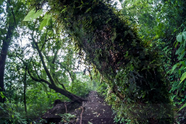 Senderos en el bosque nuboso