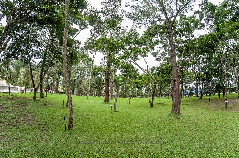 Bosque sonoro