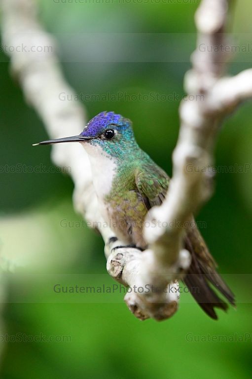 Colibri
