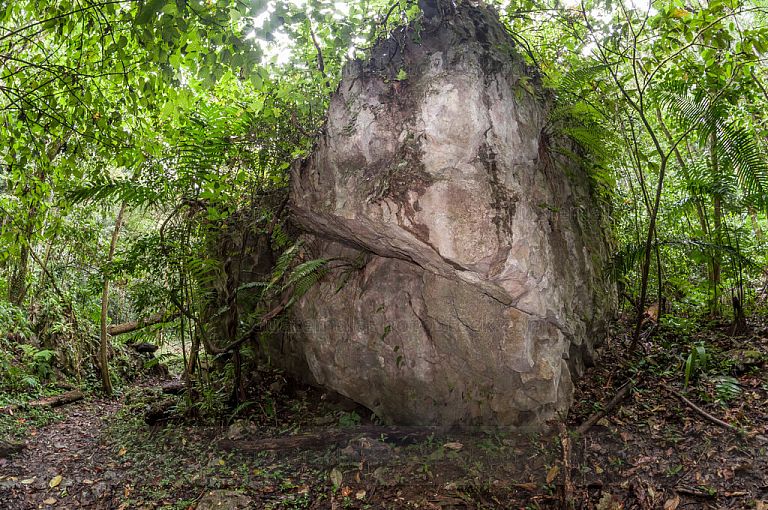 Sendero en la selva tropical