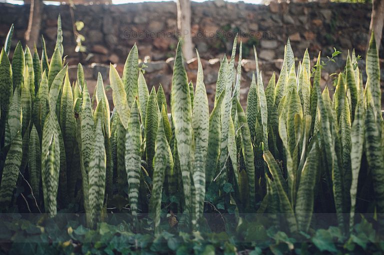 Sansevieria