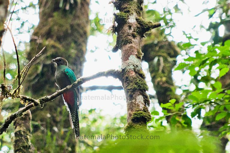 Quetzal Hembra