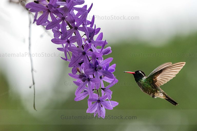 Colibrí