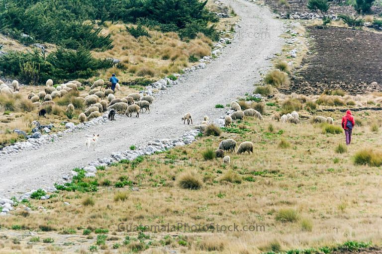 Rebaños en la Sierra de los Cuchumatanes