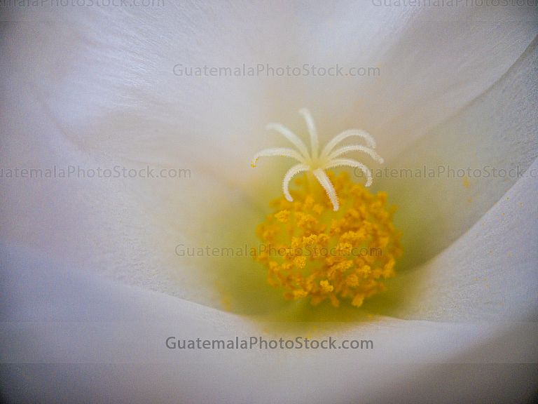 Macro flores