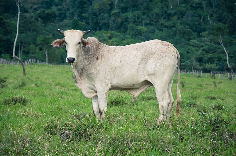 Ganado
