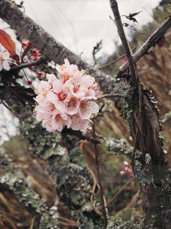 Flor de Cerezo