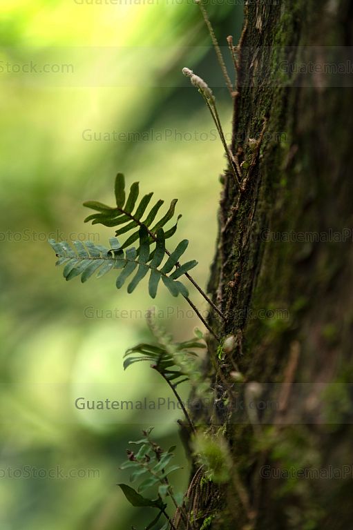 Helechos en el bosque