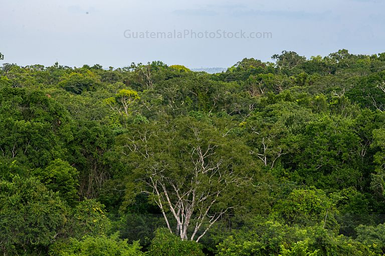 Selva petenera