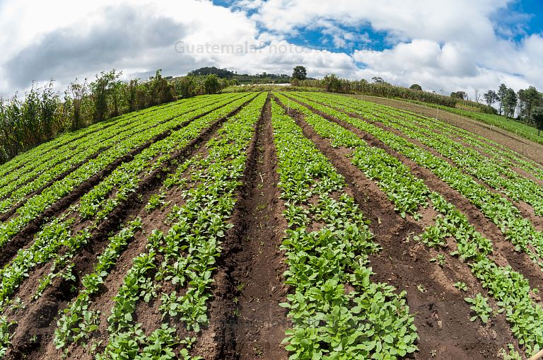Campo agricola Santiago Sacatepéquez