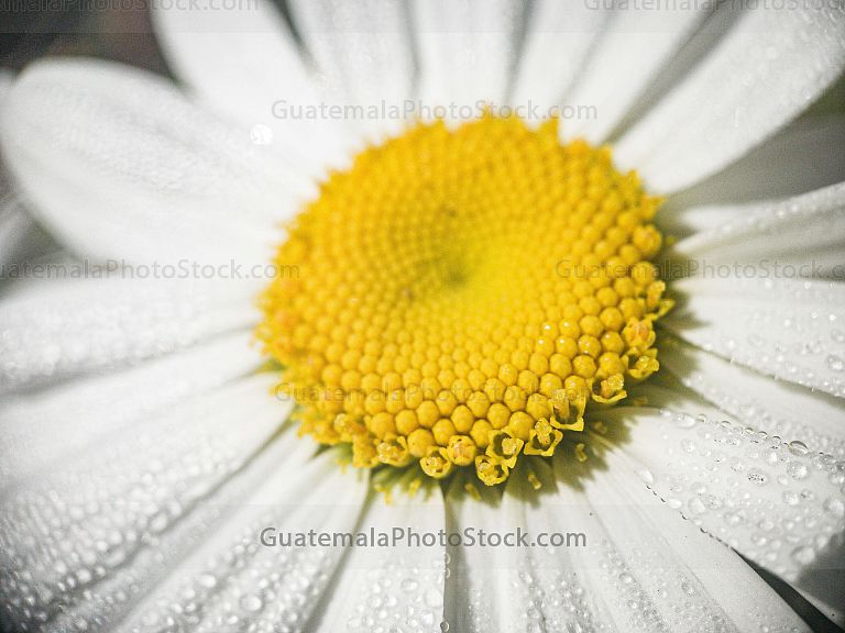 Macro fotografia