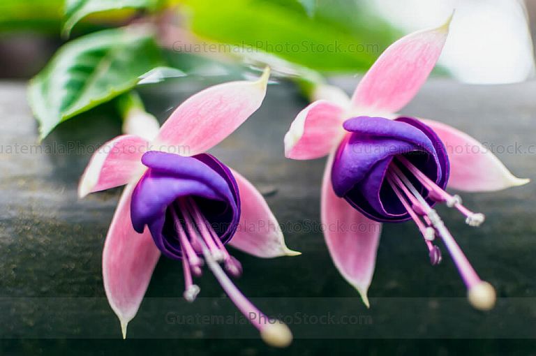 Flores bailarinas