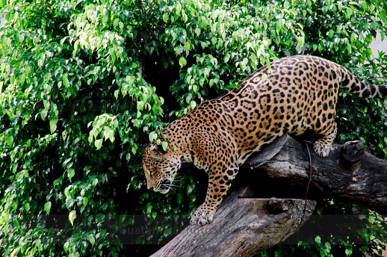Jaguar