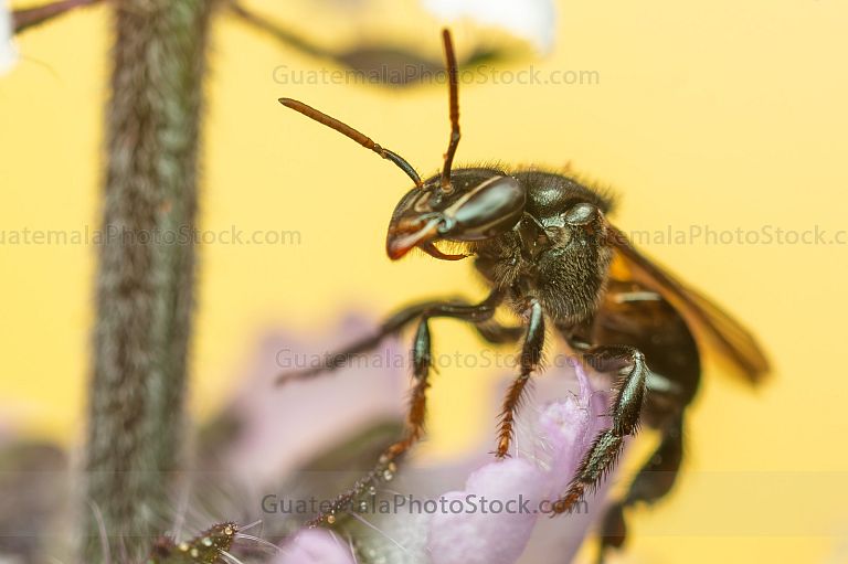 Abeja