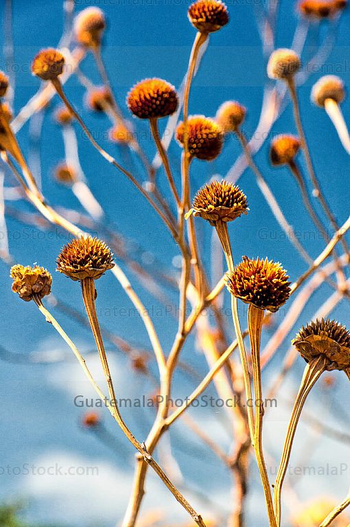 Flores secas