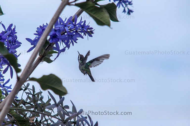 Colibrí