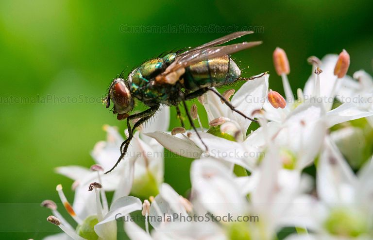 Macro fotografia